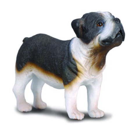 Copia Perro Raza BullDog Miniatura