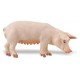 Ganado Porcino Figuras Cerdo Lechal Gorrino Puerco Marrano