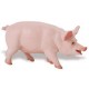Ganado Porcino Figuras Cerdo Lechal Gorrino Puerco Marrano