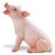 Ganado Porcino Figuras Cerdo Lechal Gorrino Puerco Marrano